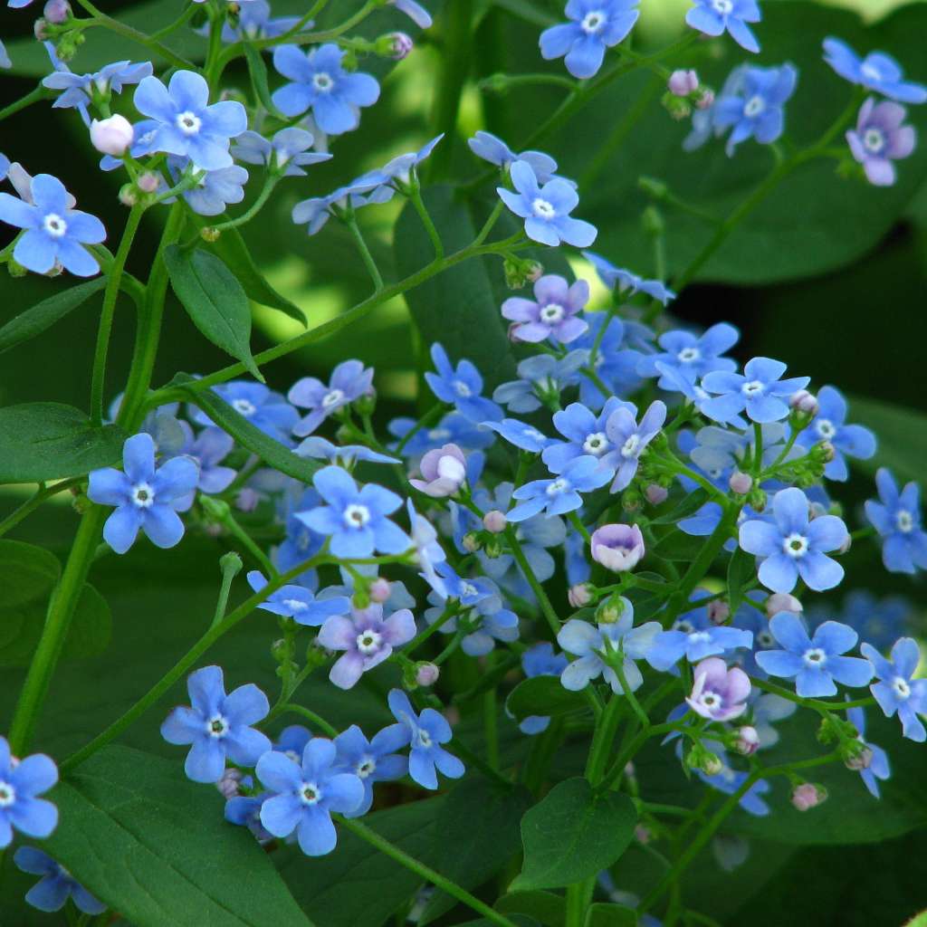 Красивые весенние цветы бруннера