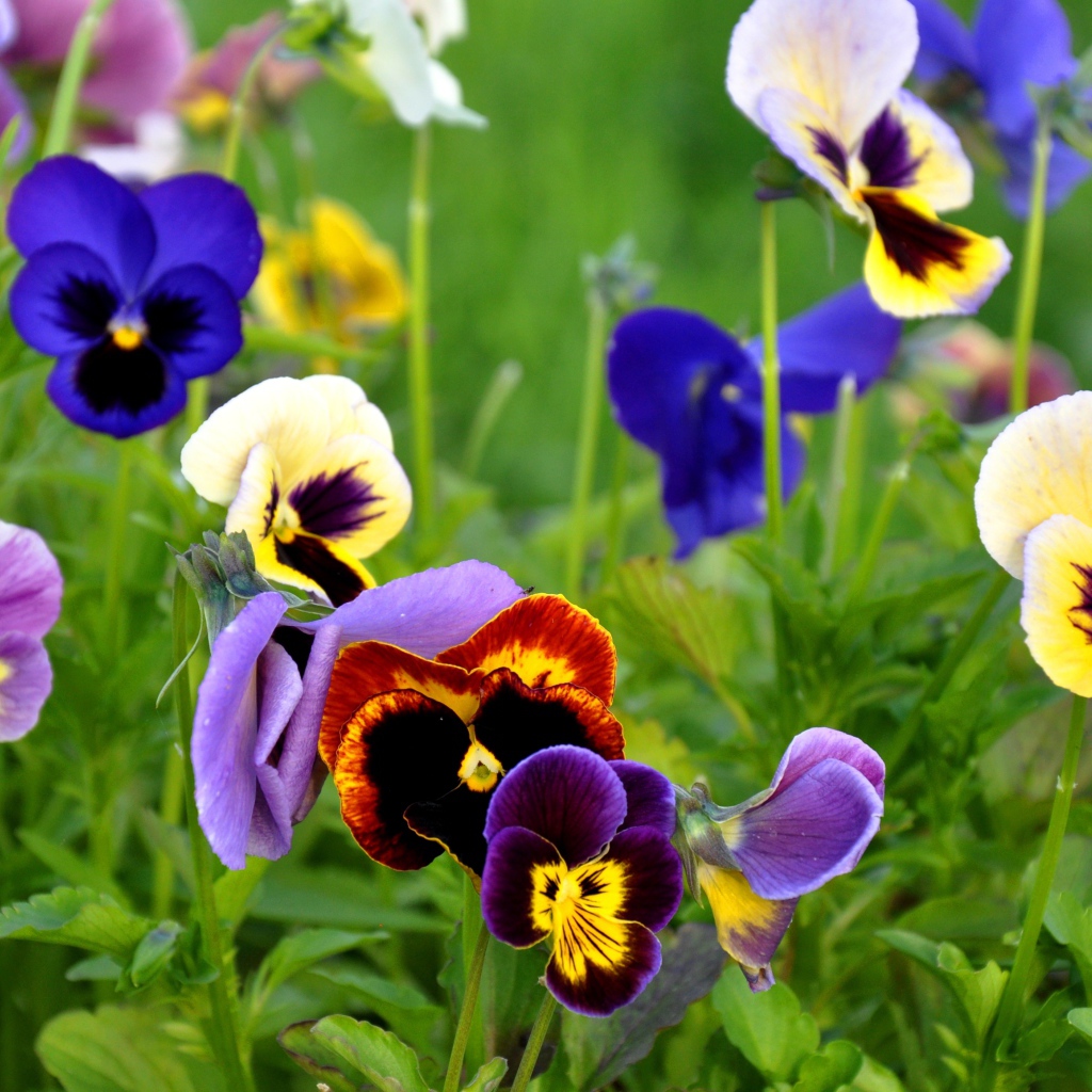 Красивые цветы анютины глазки весной на поляне