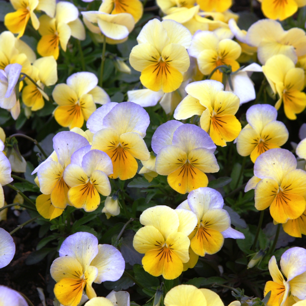 Красивые весенние желтые виолы в саду