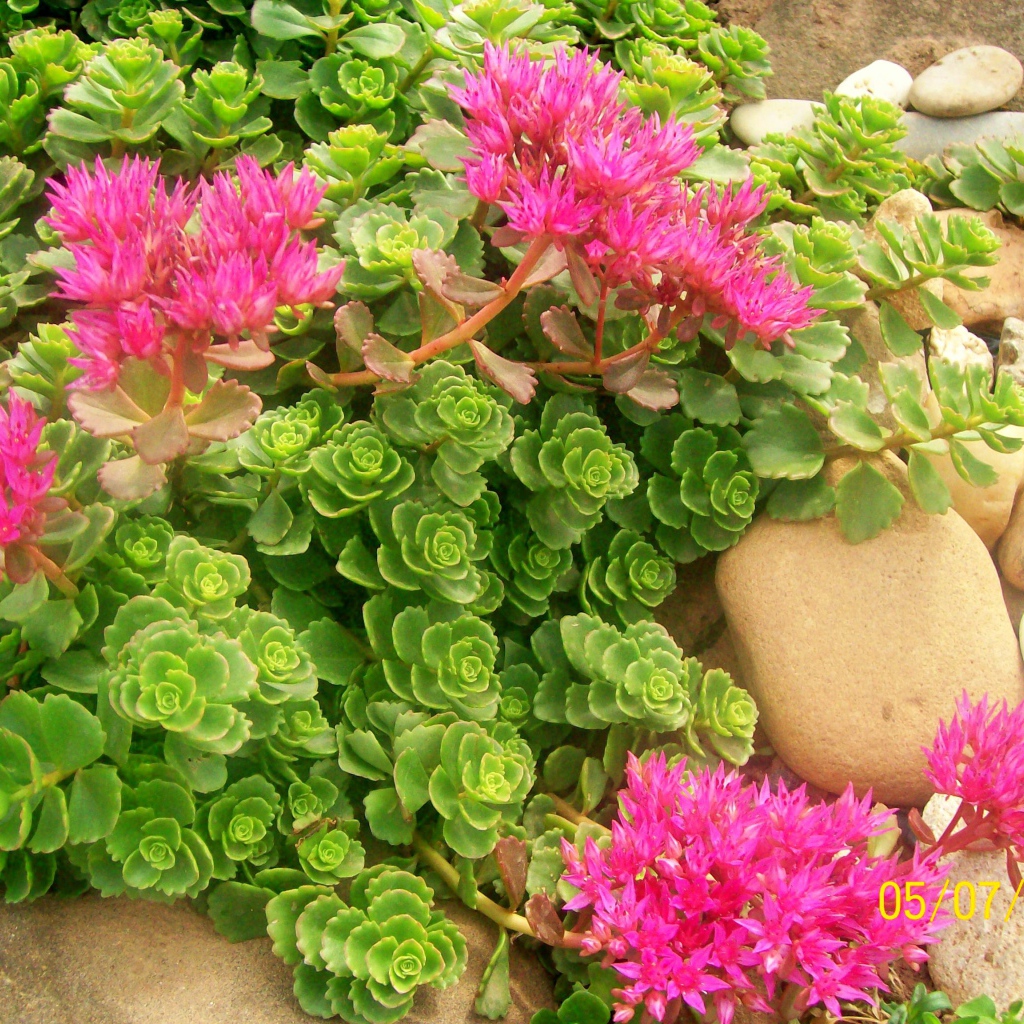 Красивая армерия в саду