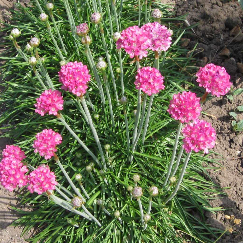 Красивая армерия на дачном участке