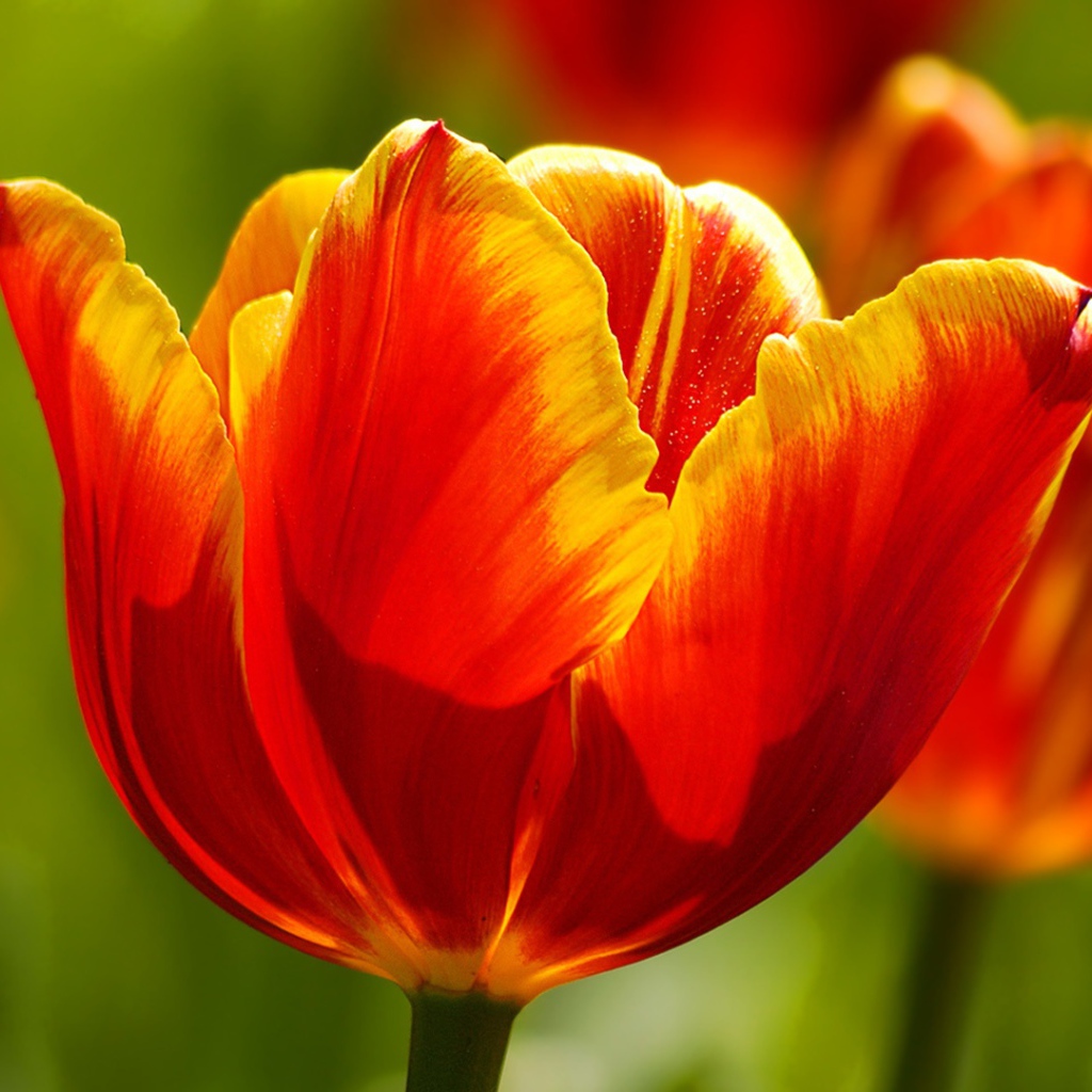 Красивые тюльпаны