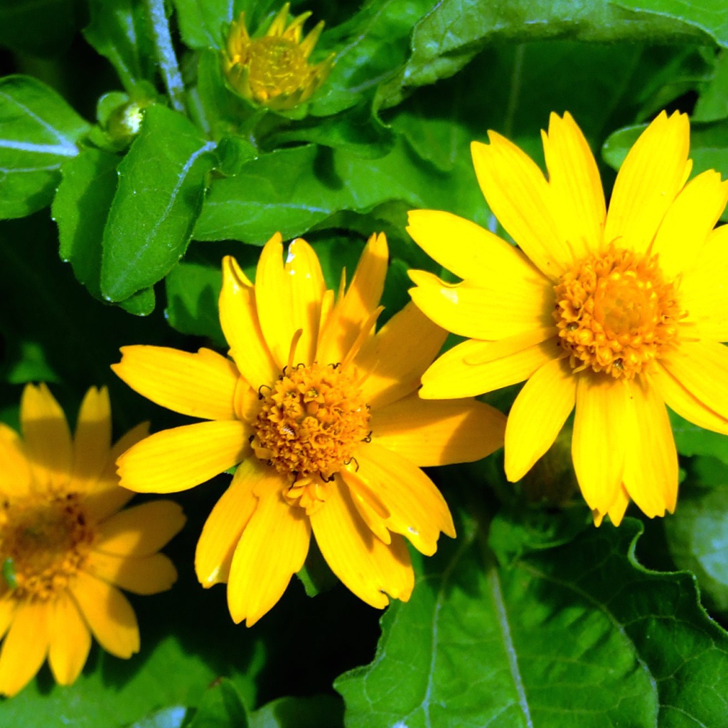 Красивая венидиум (астровые) в саду