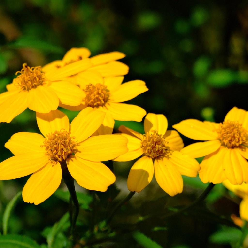 Красивая венидиум (астровые) на дачном участке