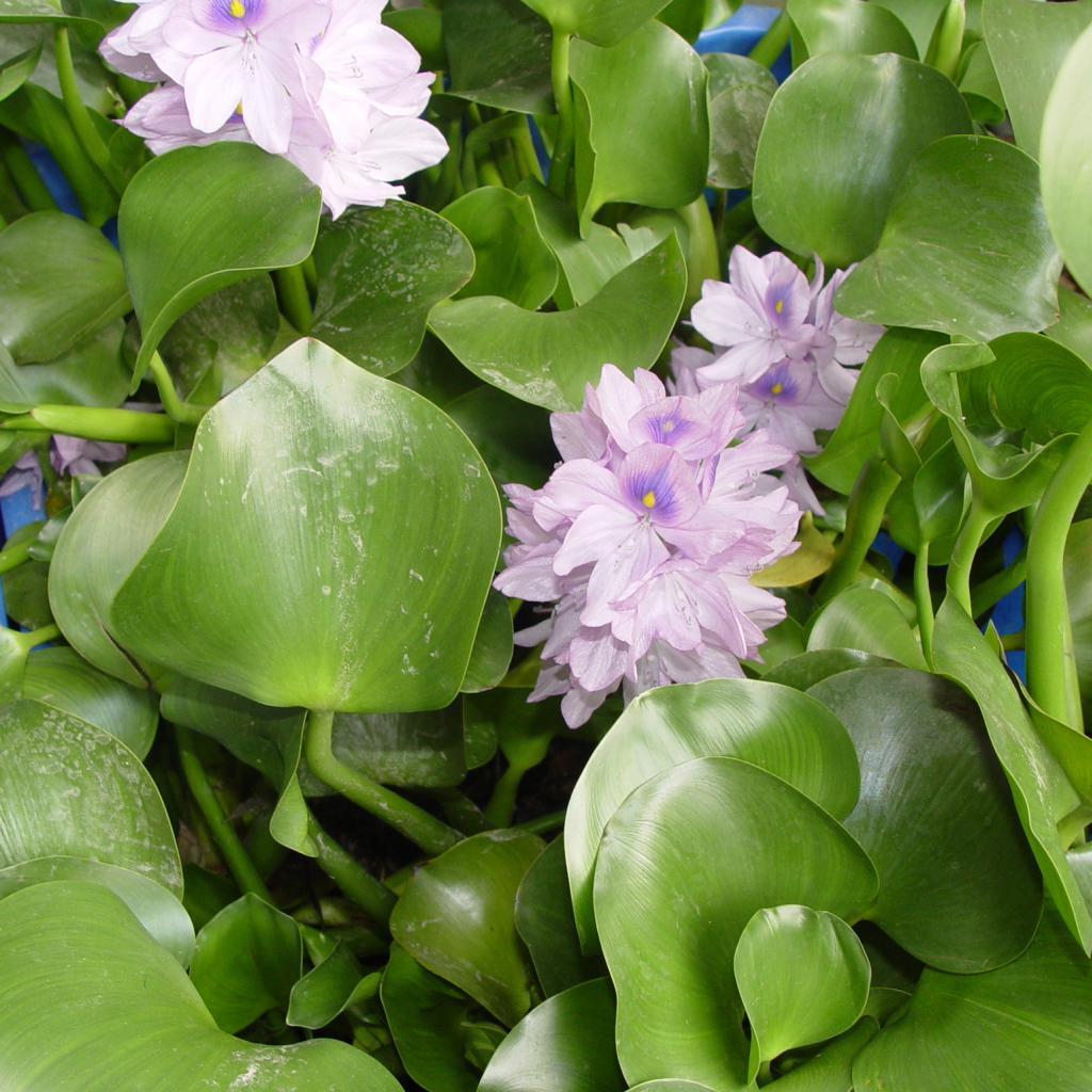 Красивый водяной гиацинт