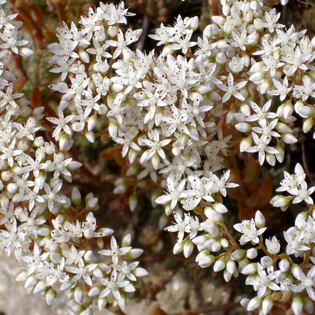 Красивые белые цветы резухи