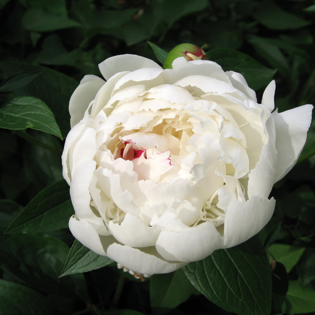 Красивый белый пион