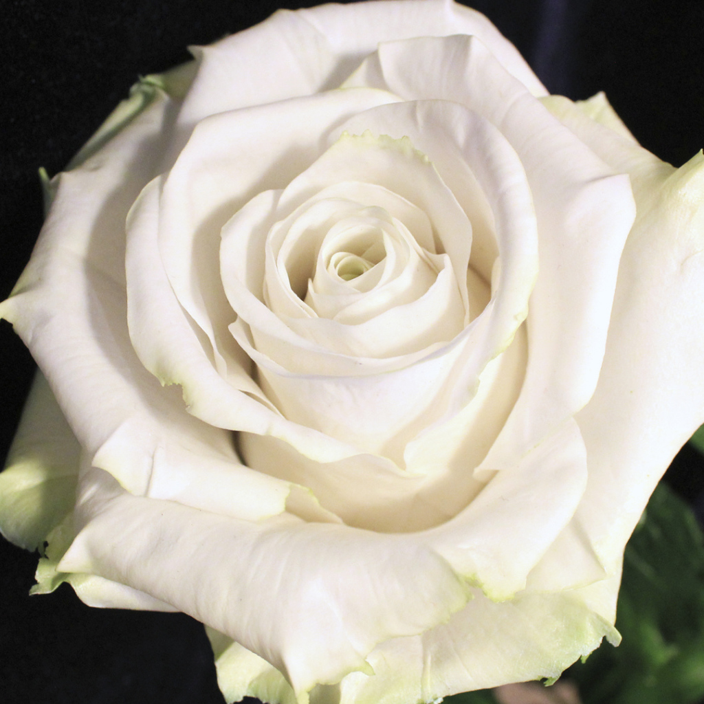 Красивая белая роза на чёрном фоне