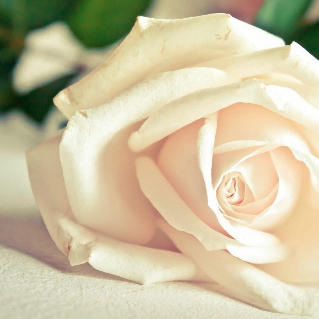 Красивая белая роза на белом столе