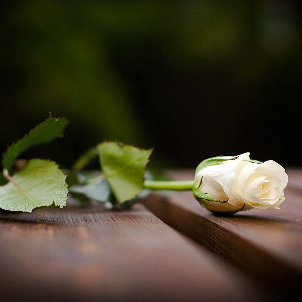 Красивая белая роза на скамейке