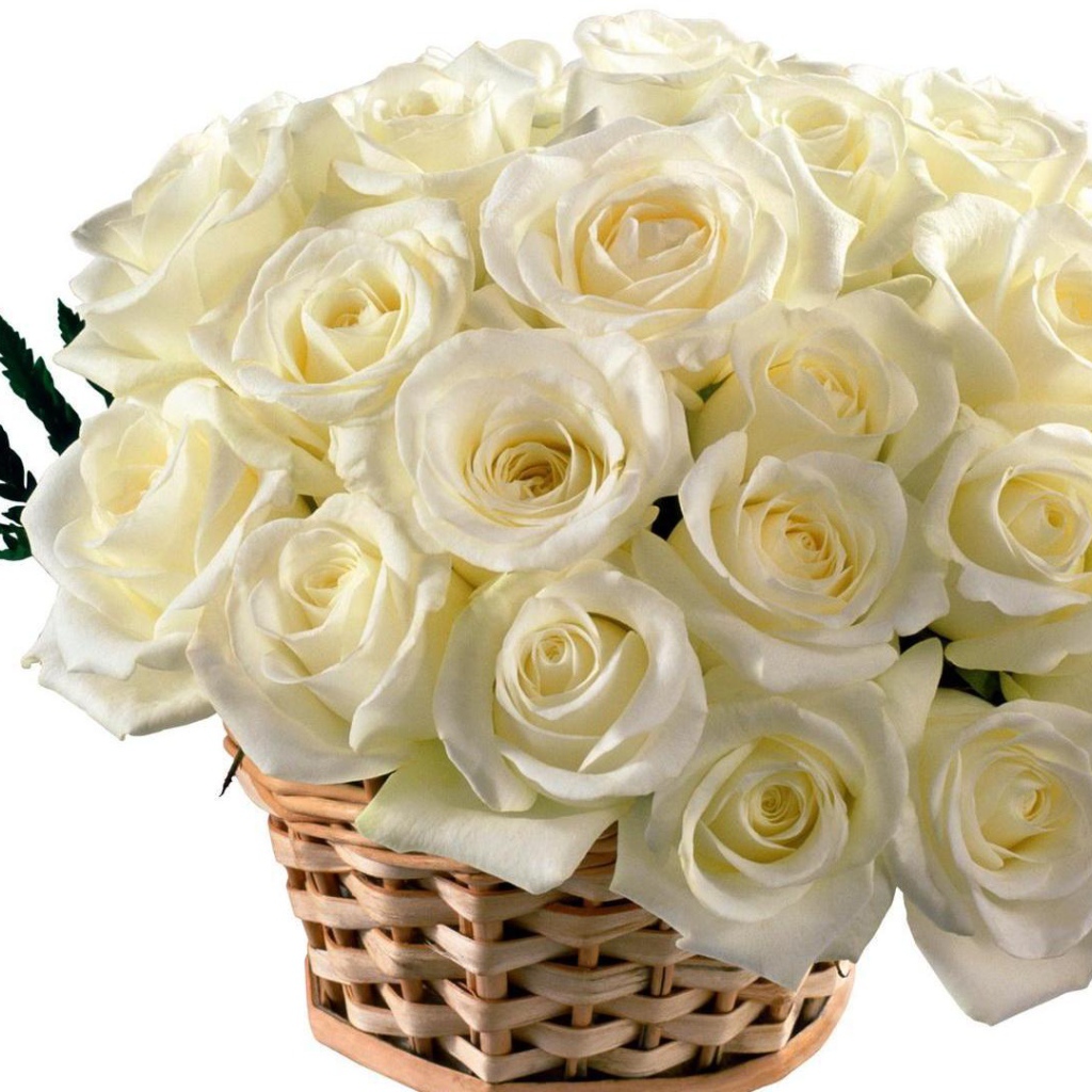 Красивые белые розы в корзине