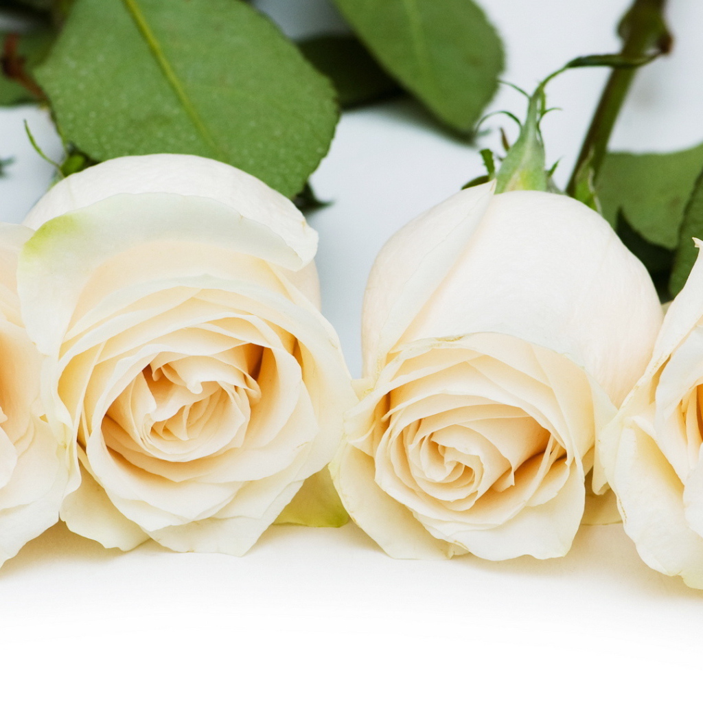 Красивые белые розы на белом столе