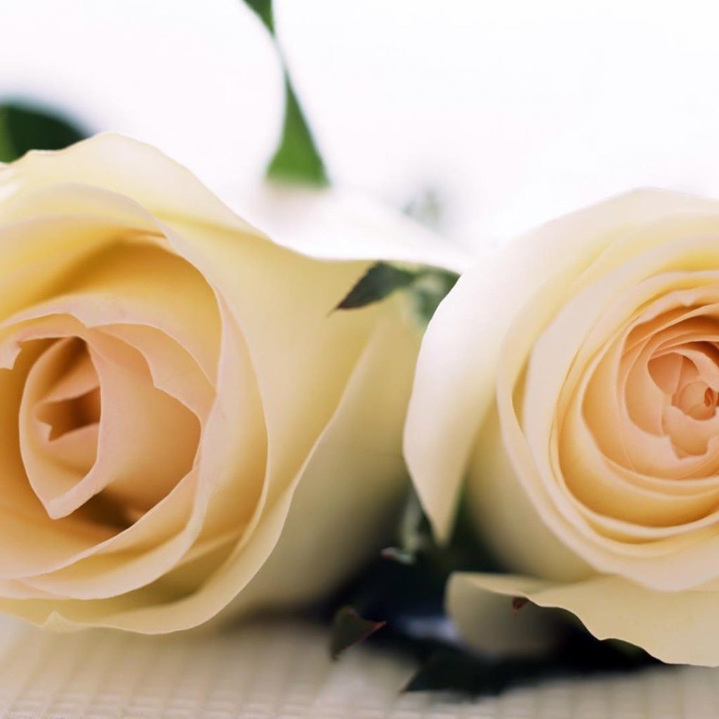 Красивые белые розы на белой скатерти