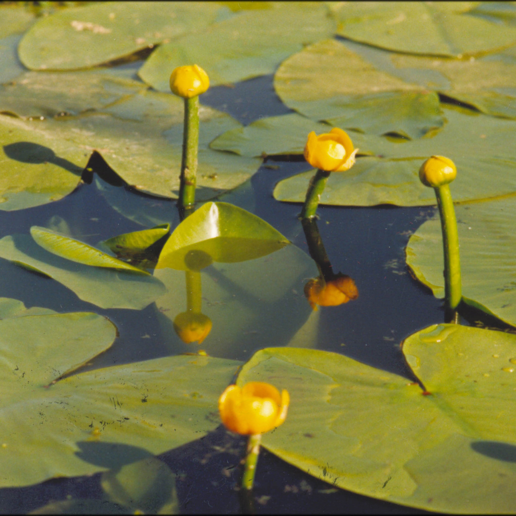 Красивая кубышка желтая