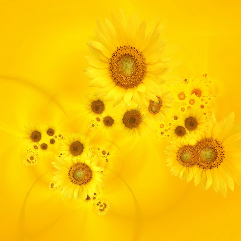 Красивый желтый фон с подсолнухом