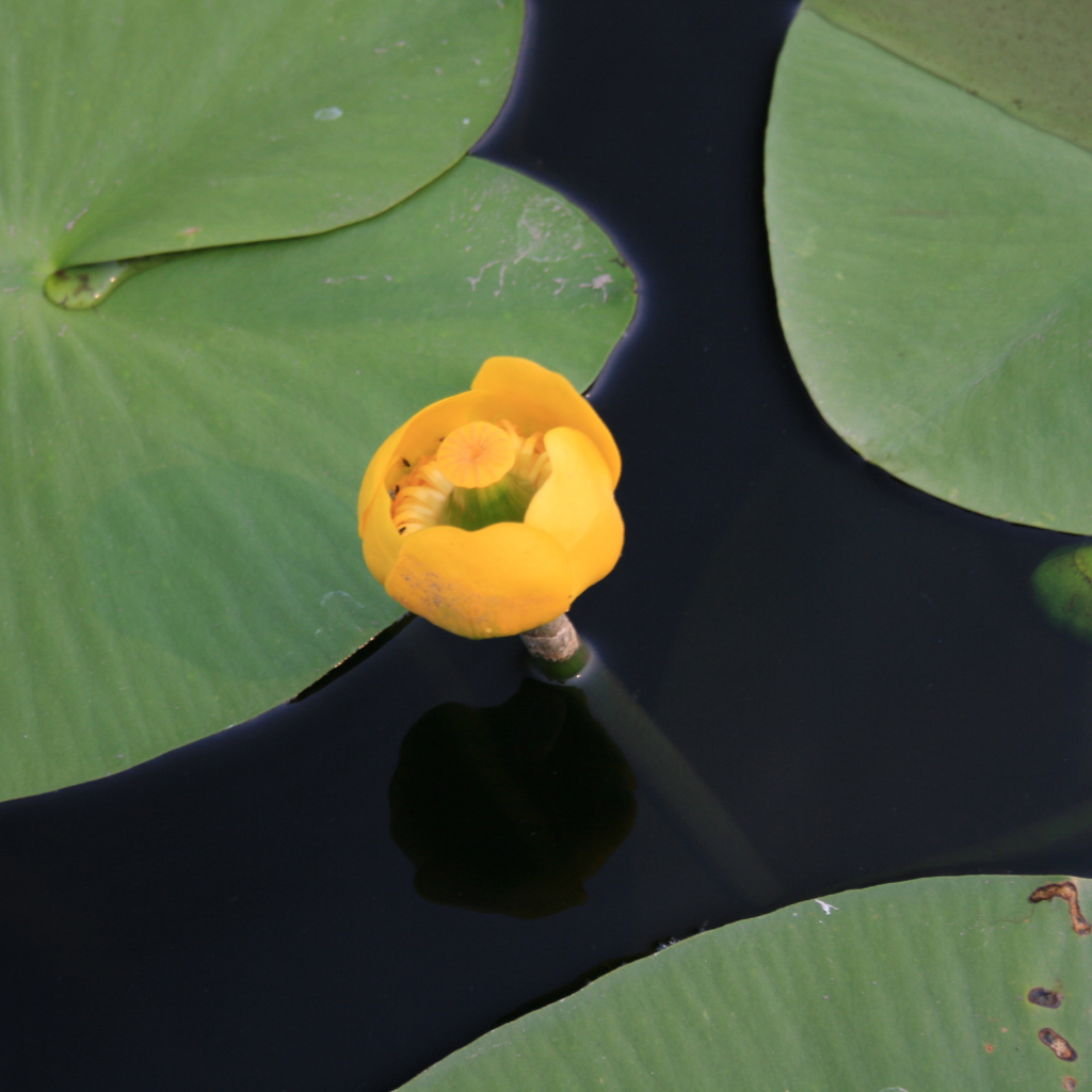 Красивый цветок кубышка желтая на воде
