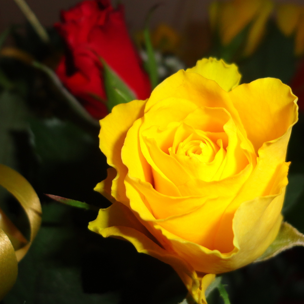 Красивая жёлтая роза