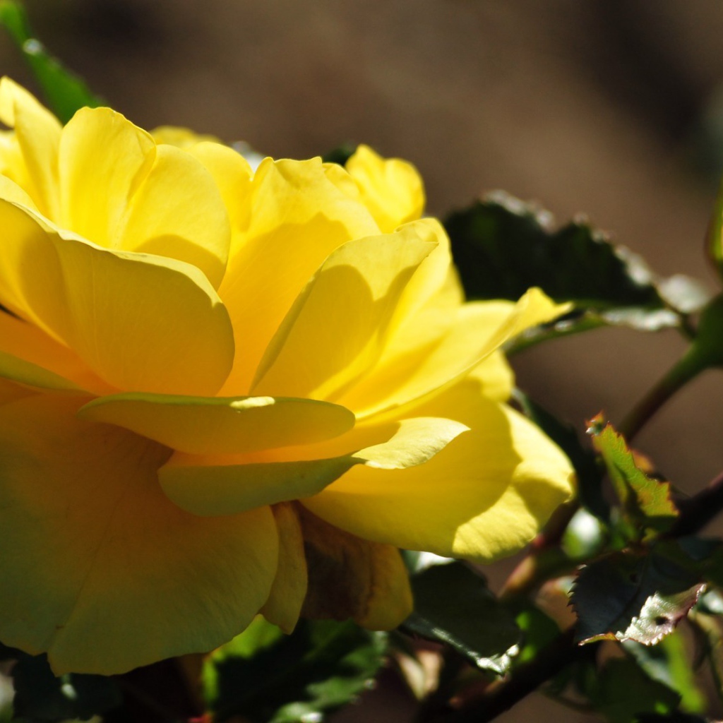 Красивые жёлтые розы цветут