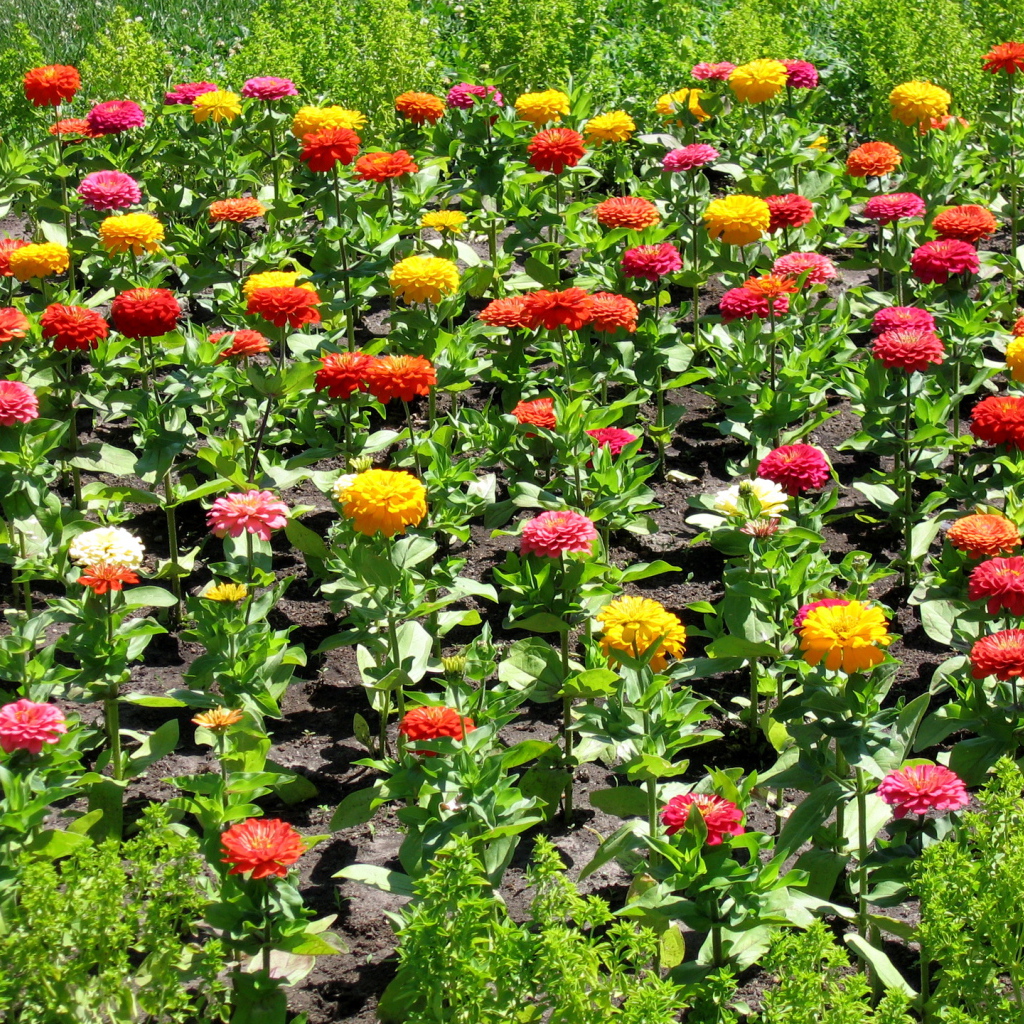 Красивая цинния (циния) на дачном участке