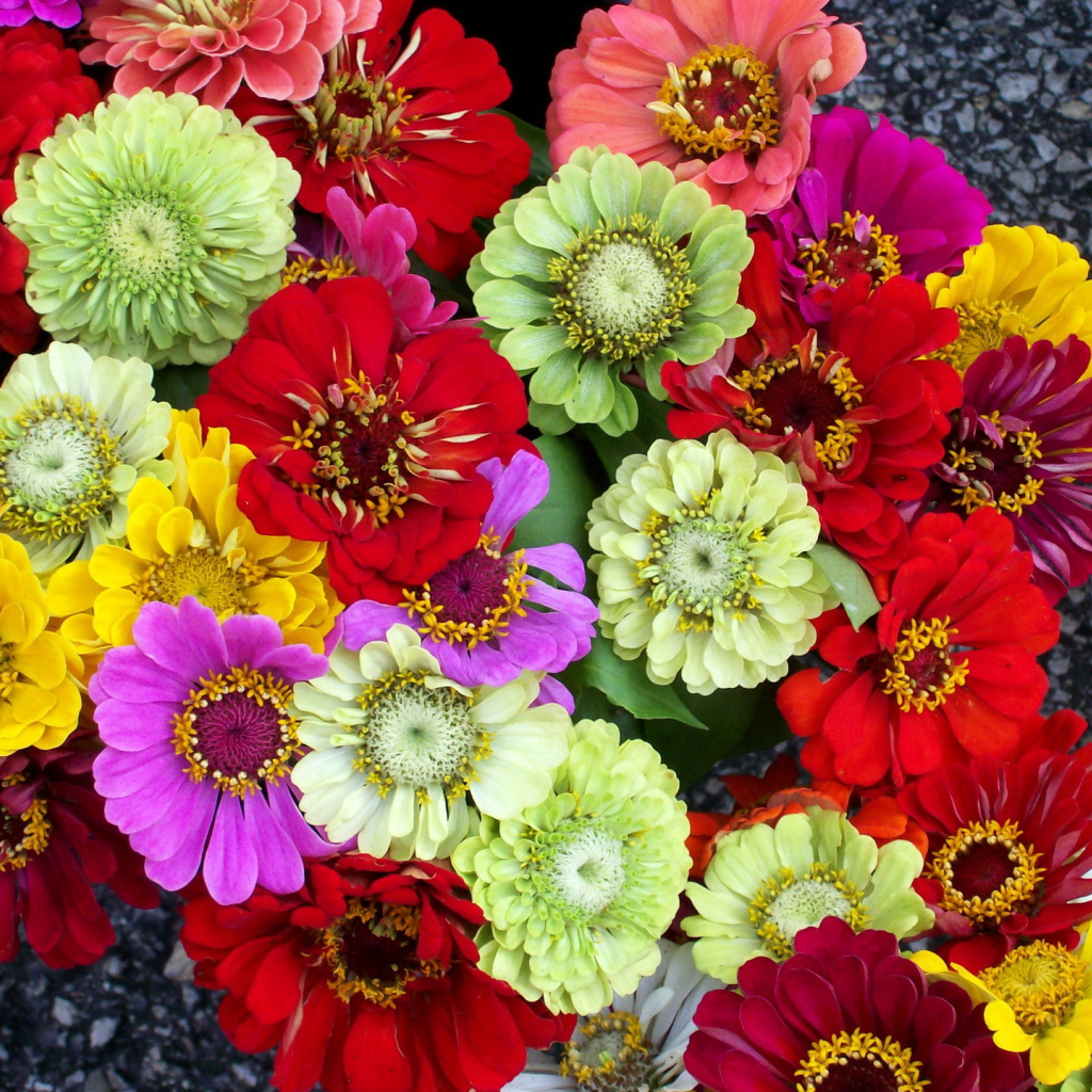 Красивая цинния в саду