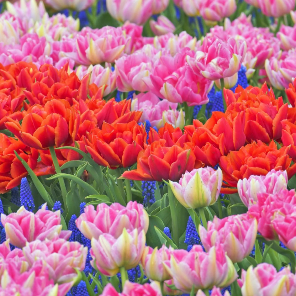 Клумба из тюльпанов