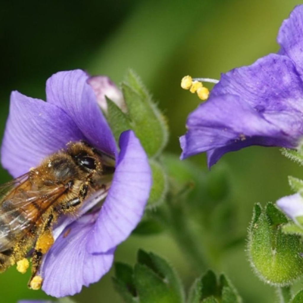 Пчела на колокольчике