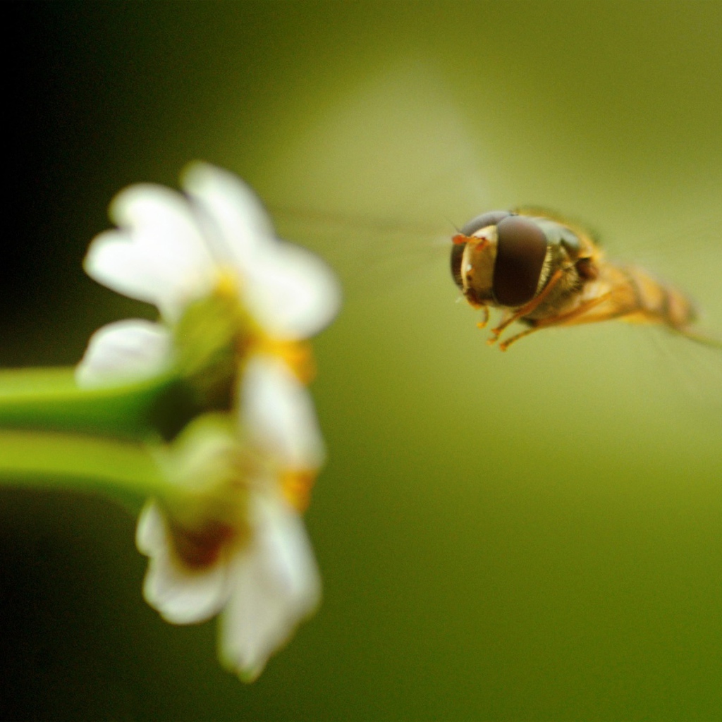 Пчела на белом цветке