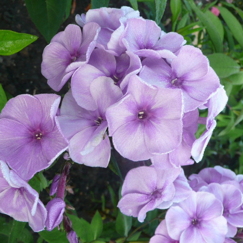 За домом красивые цветы флокс