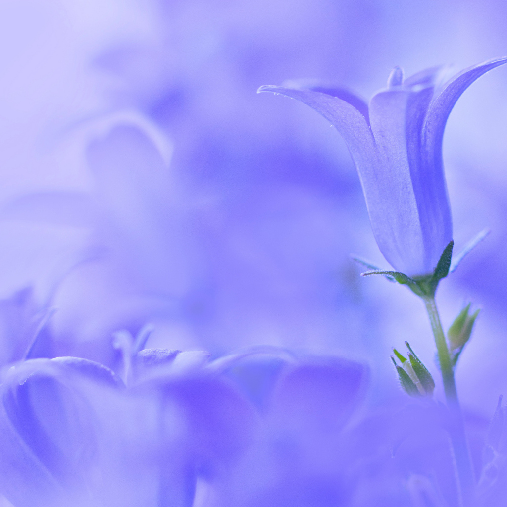 Колокольчик на голубом фоне