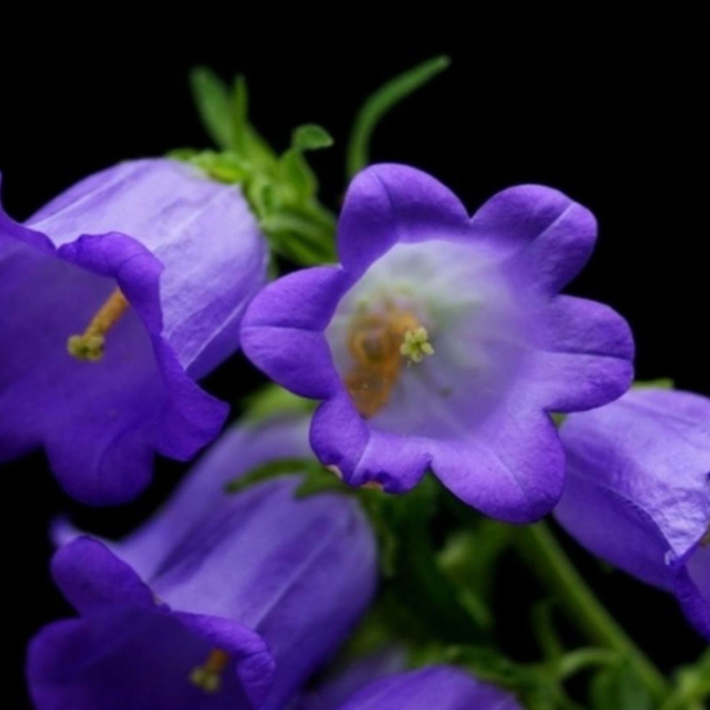 Колокольчики на черном фоне