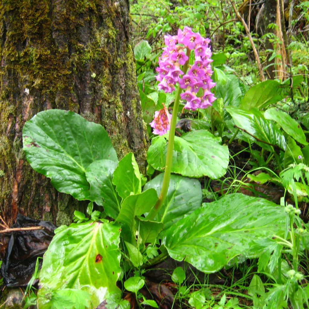 Красивые многолетние цветы бадан в лесу