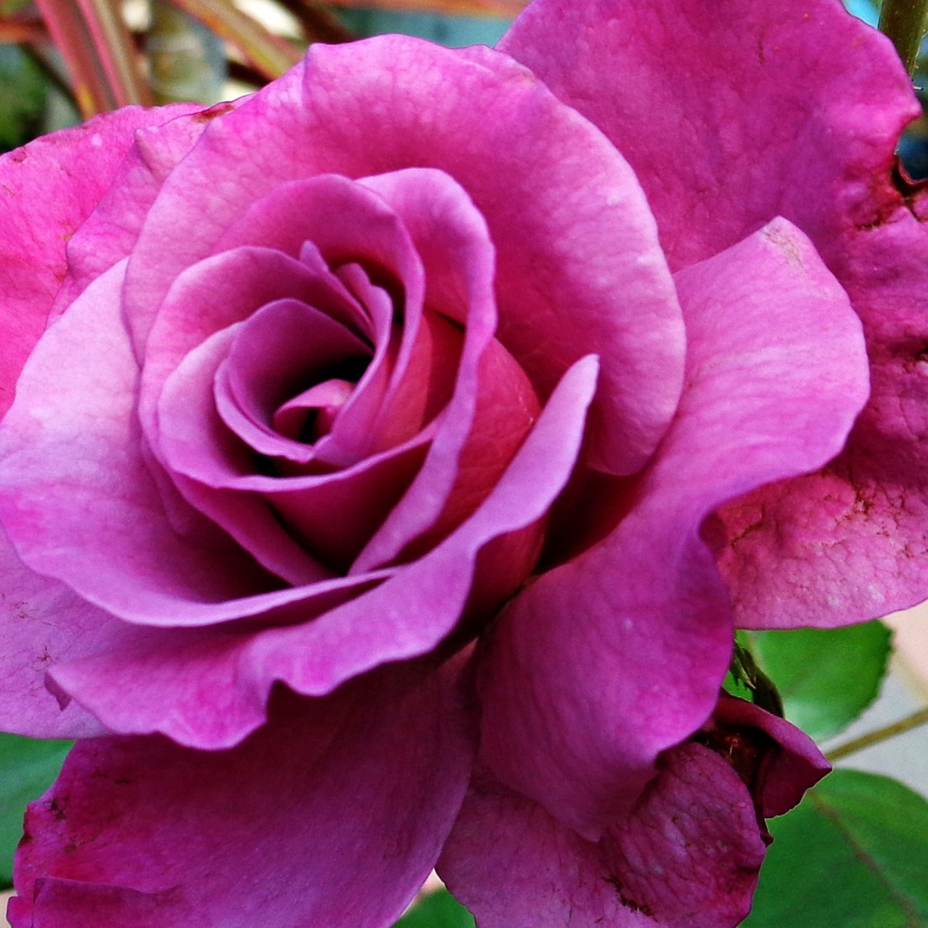 Большая фиолетовая роза