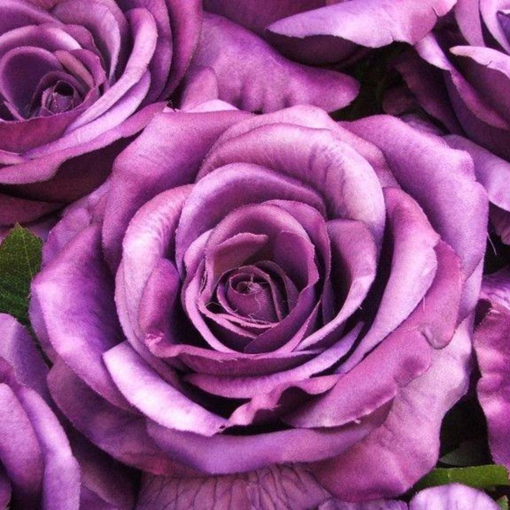 Большие фиолетовые розы