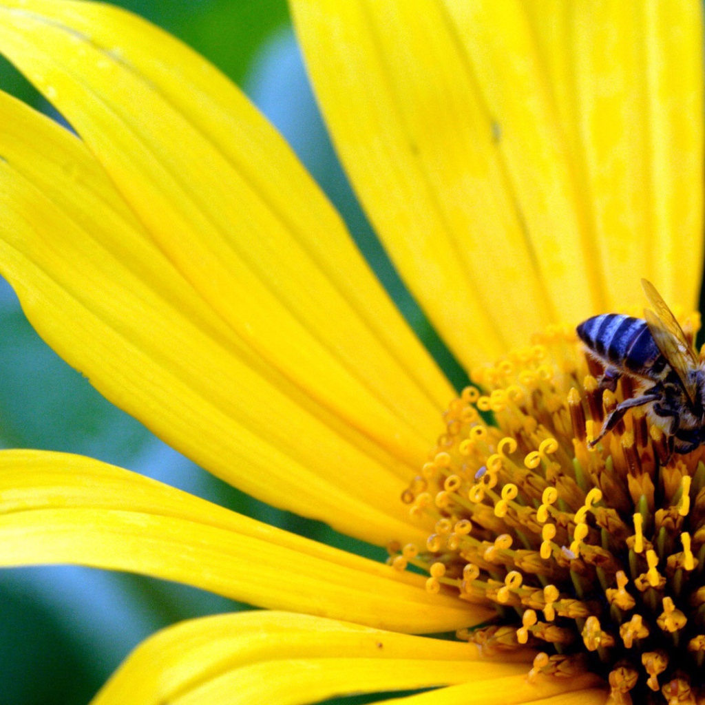 Большой желтый цветок