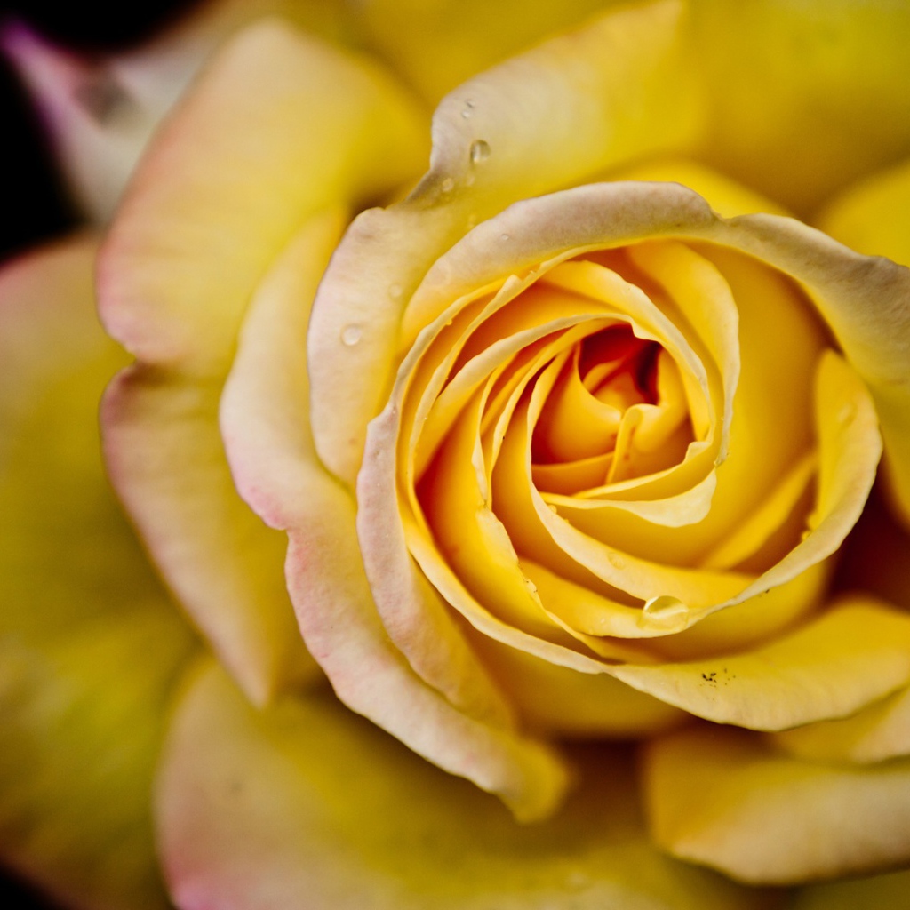 Большая жёлтая роза на чёрном фоне