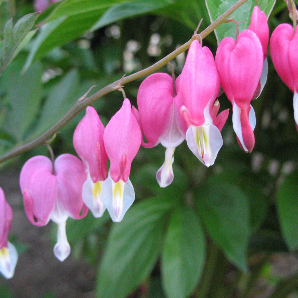 Выращивание цветов дицентра в саду