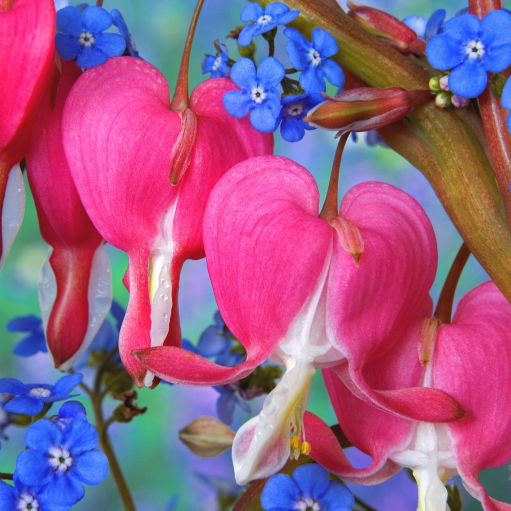 Цветы сердечки