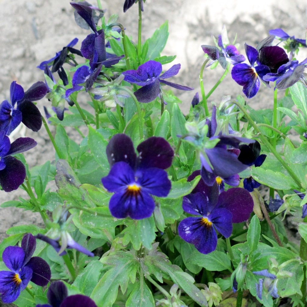 Расцвели прекрасные цветы анютины глазки в саду