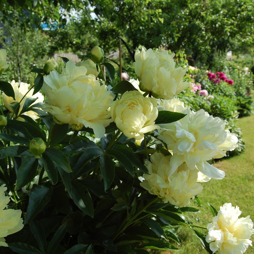 Расцвели красивые цветы пионы