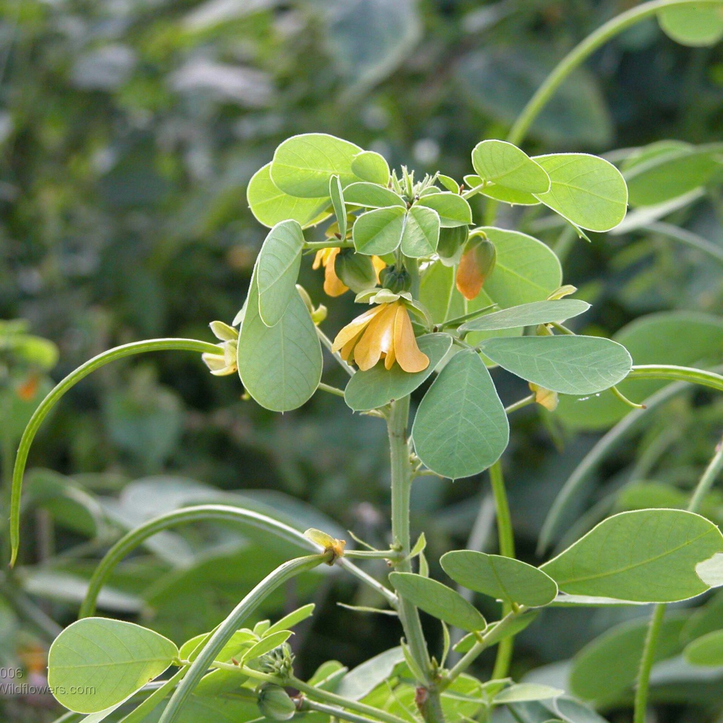 Расцвели красивые цветы растения резухи