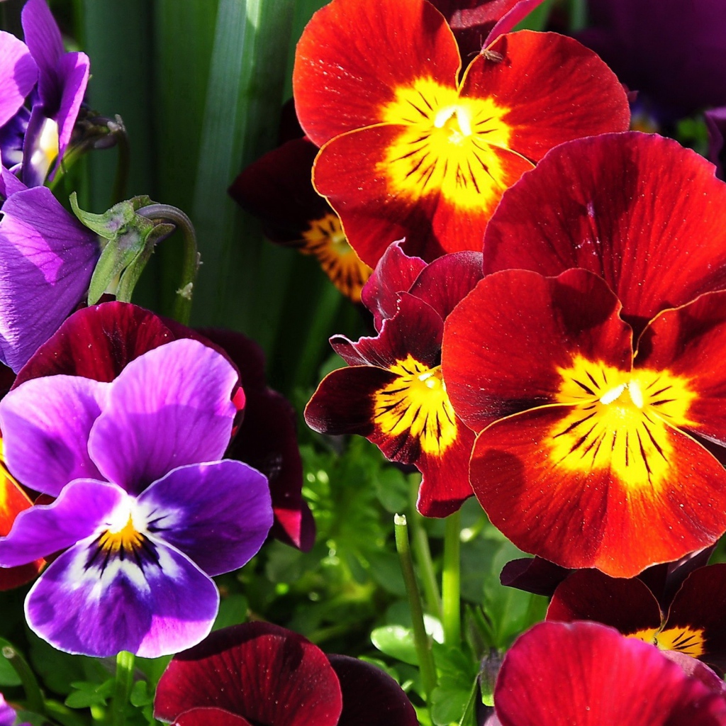 Расцвели прекрасные анютины глазки