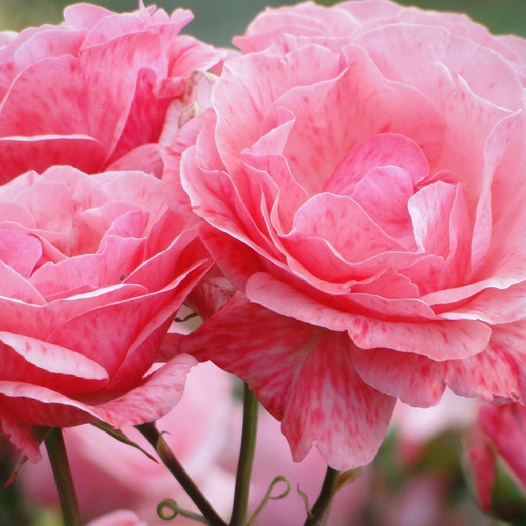 Распустившиеся розовые цветы