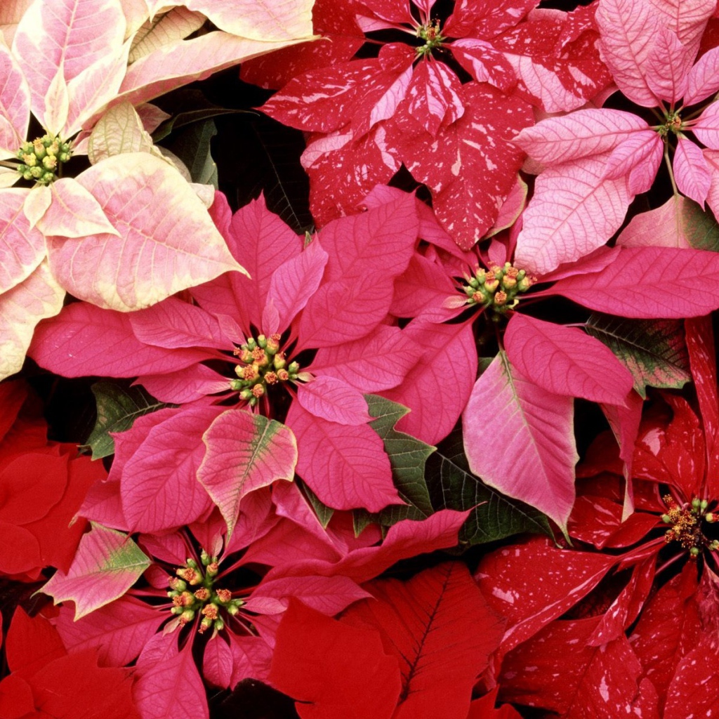 Красные цветы