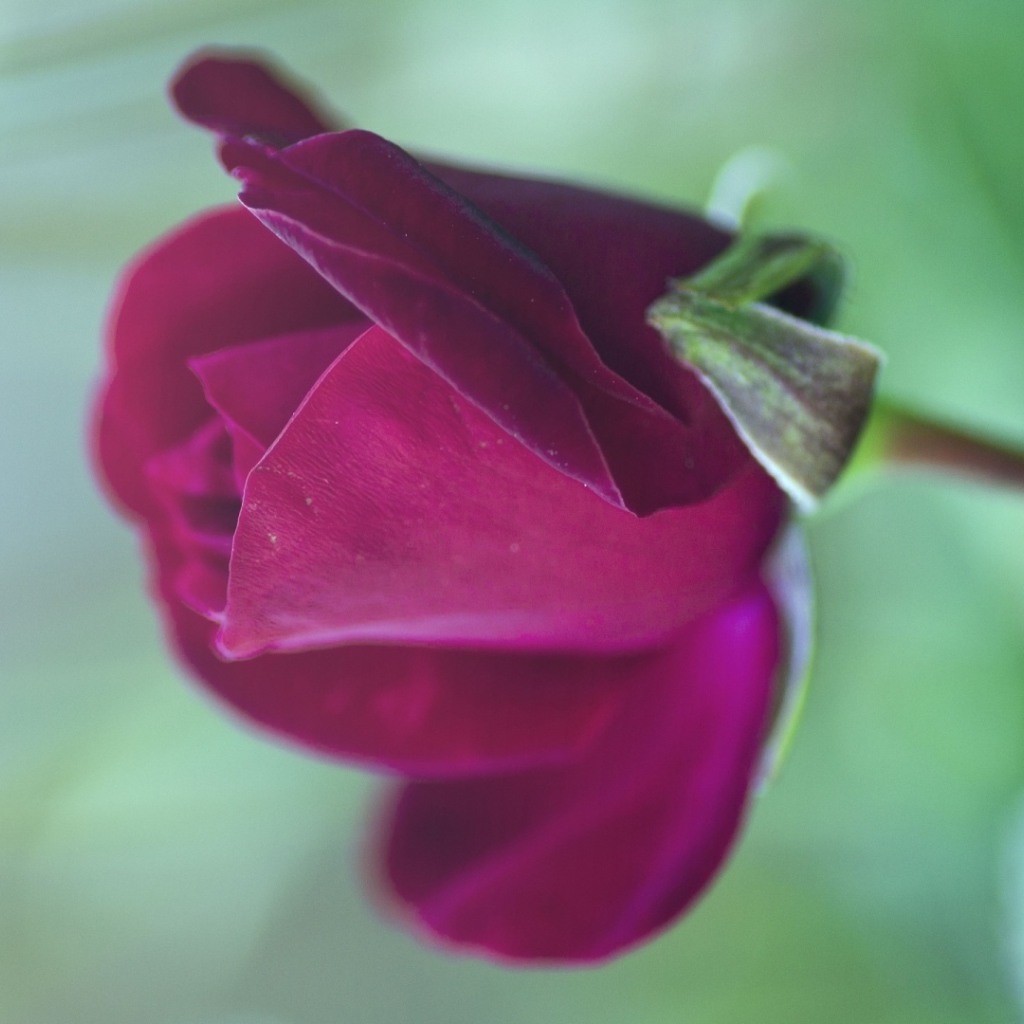 Цветущая фиолетовая роза