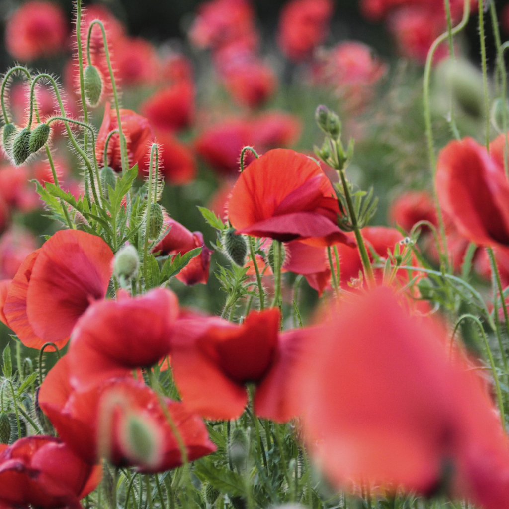 Цветущий восточный мак