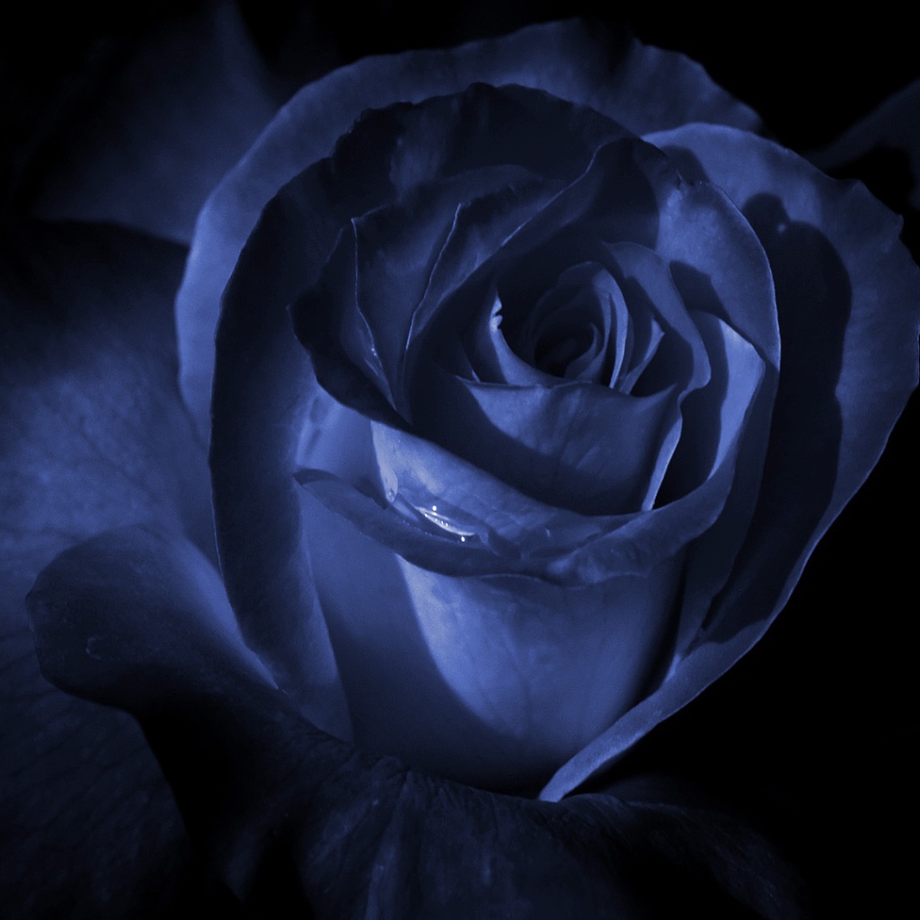 Синяя роза в темноте
