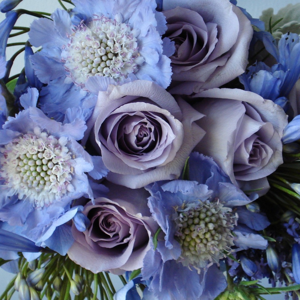 Голубые и фиолетовые цветы