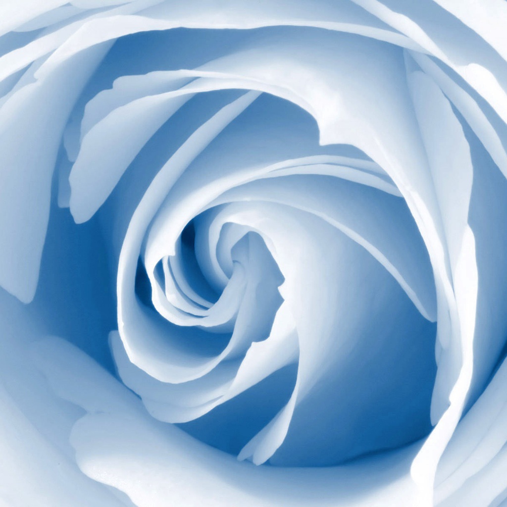 Голубой цветок