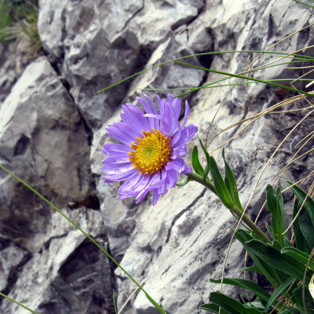 Синий цветок на камнях
