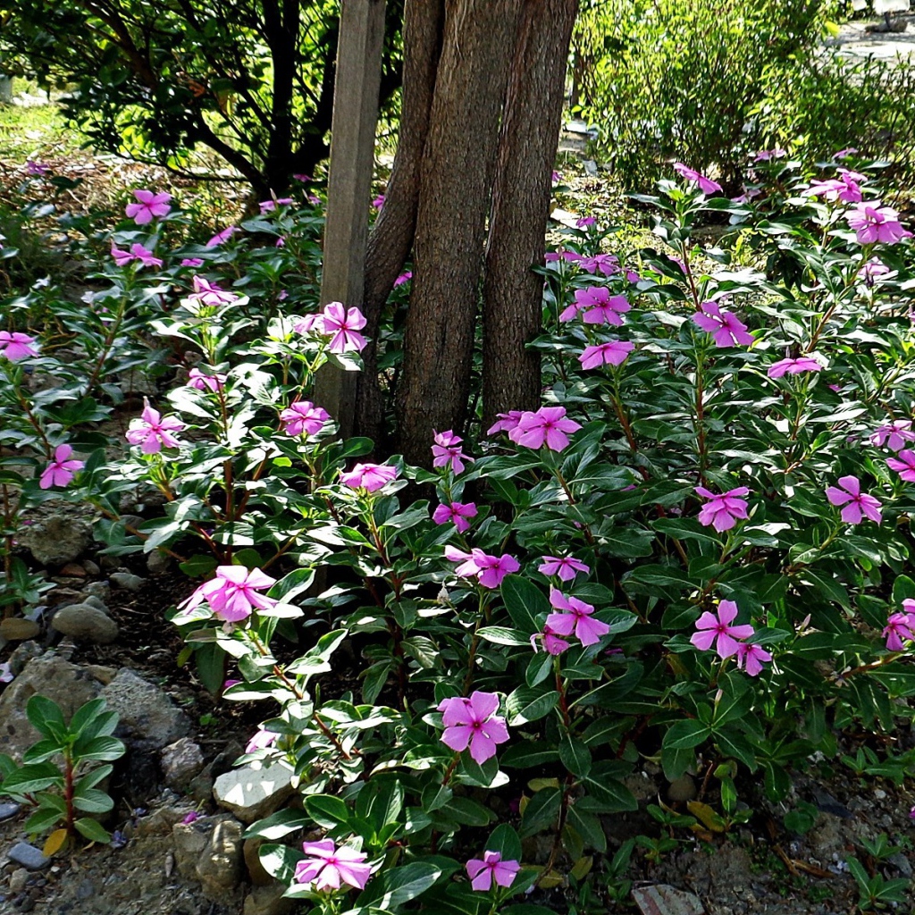 Синие цветы вокруг дерева